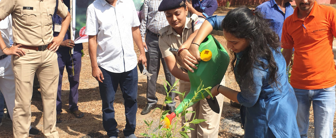 Tree Plantation