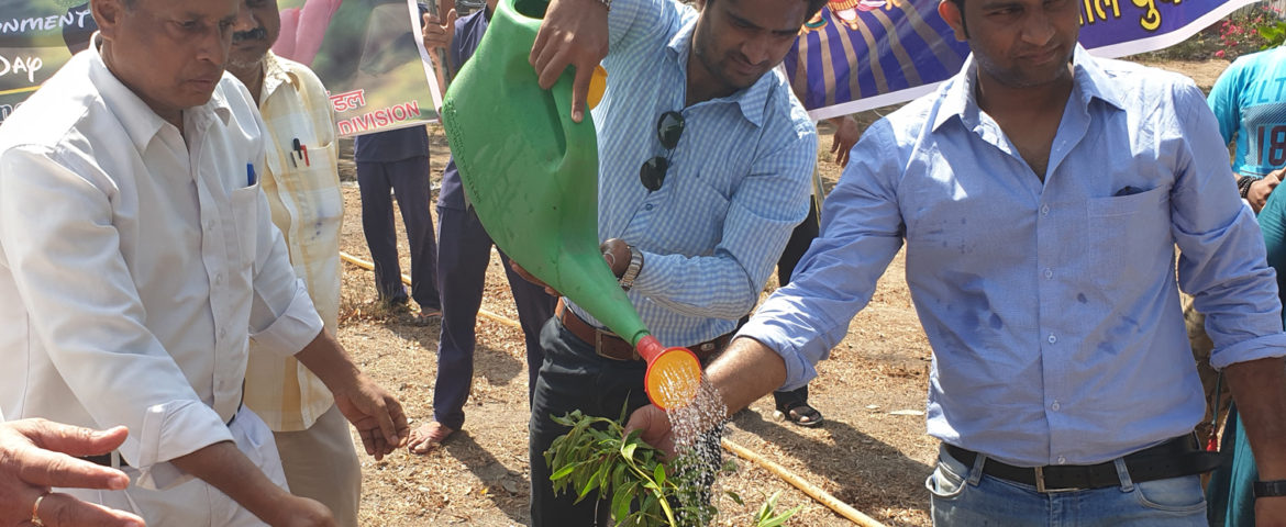 Tree Plantation