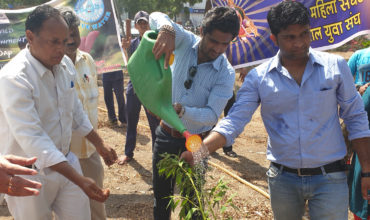 Tree Plantation